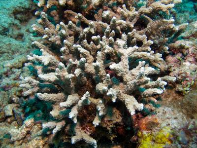 CotW: Porites rugosa