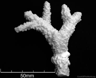 CotW: Porites rugosa