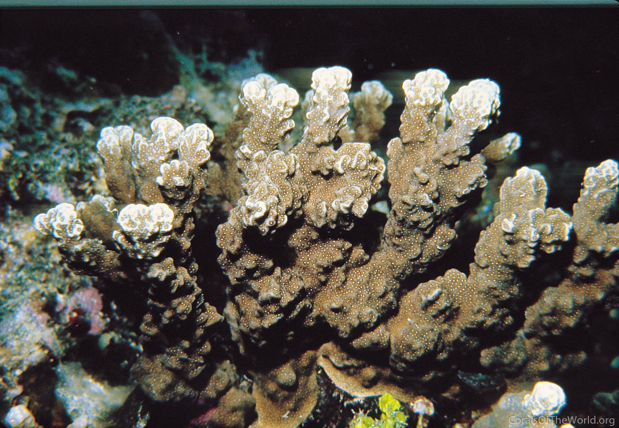 Porites rus
