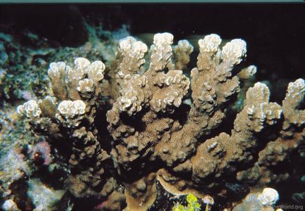 CotW: Porites rus