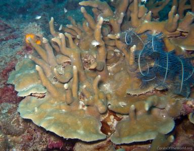 CotW: Porites sillimaniana