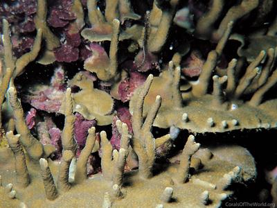 CotW: Porites sillimaniana
