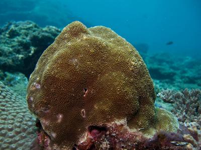 CotW: Porites solida