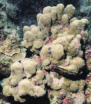 CotW: Porites solida