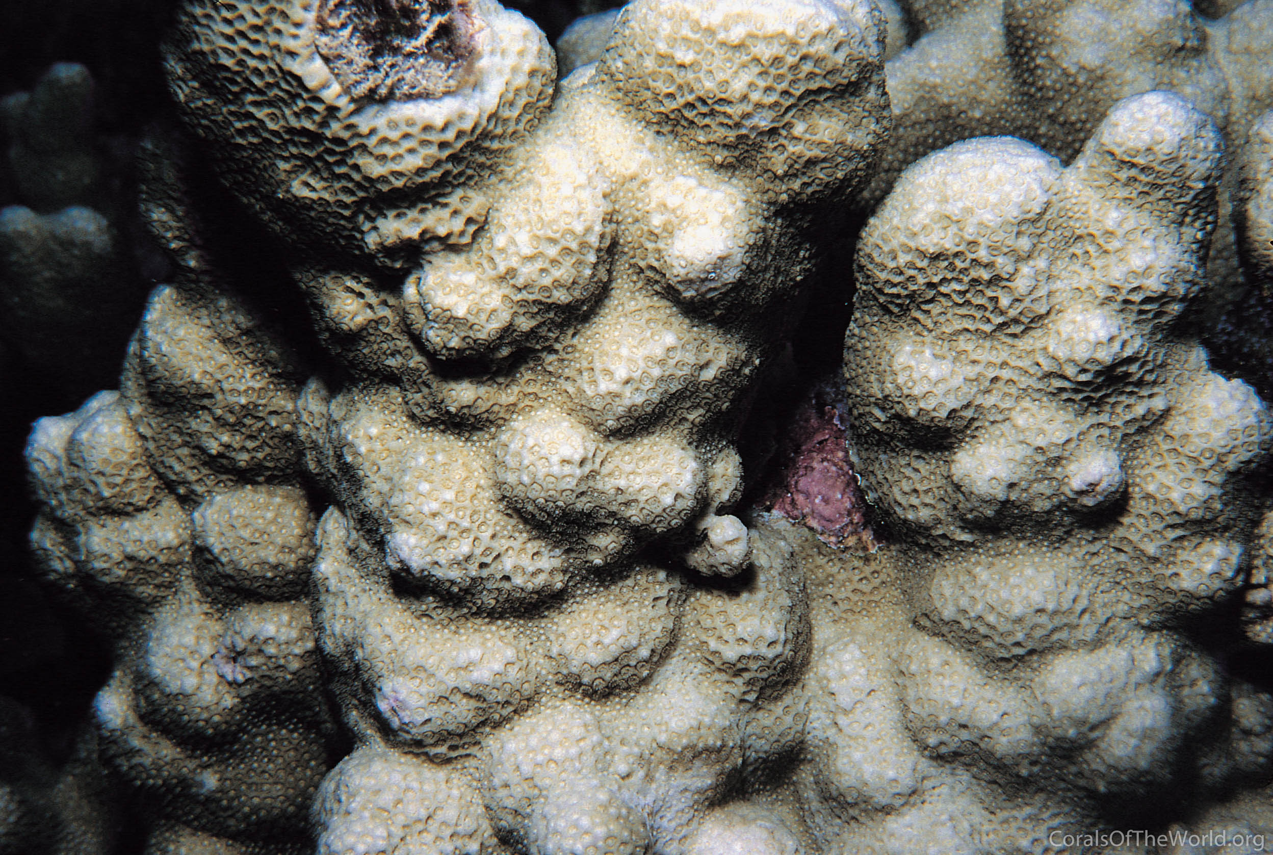 Porites somaliensis