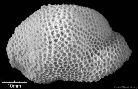 CotW: Porites somaliensis