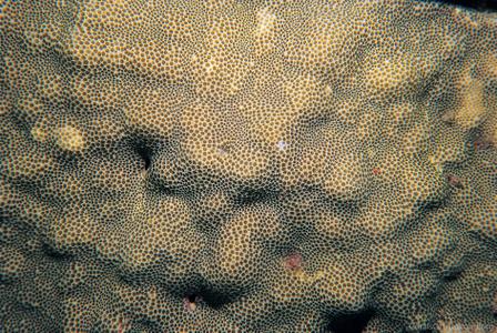 CotW preview: Porites stephensoni