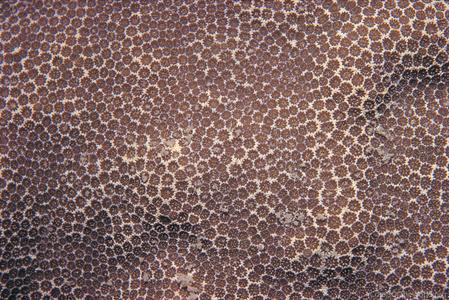 CotW: Porites stephensoni