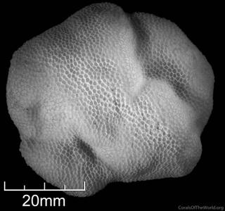 CotW: Porites stephensoni