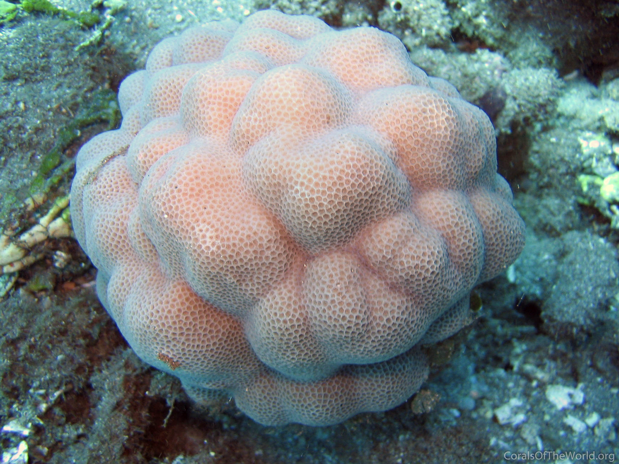 Porites studeri