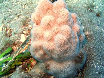 CotW: Porites studeri