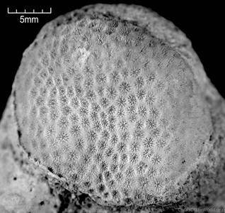 CotW: Porites studeri