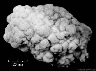 Porites superfusa