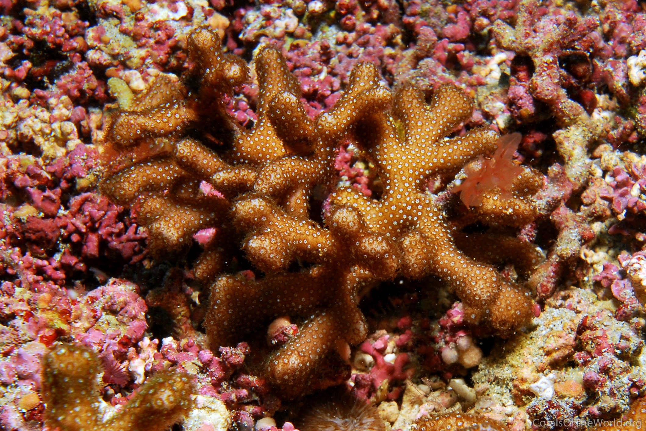 Porites sverdrupi