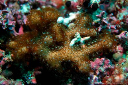 CotW: Porites sverdrupi