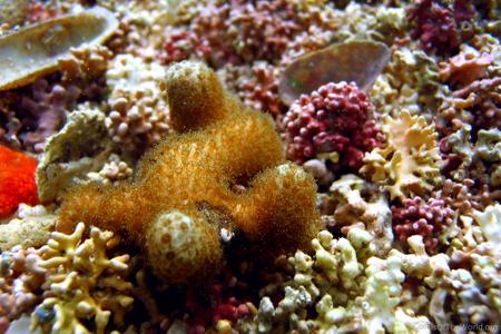 CotW: Porites sverdrupi