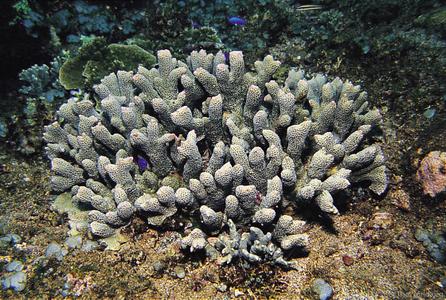 CotW preview: Porites tuberculosa