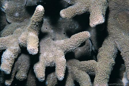 CotW: Porites tuberculosa