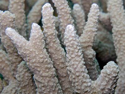 CotW: Porites tuberculosa