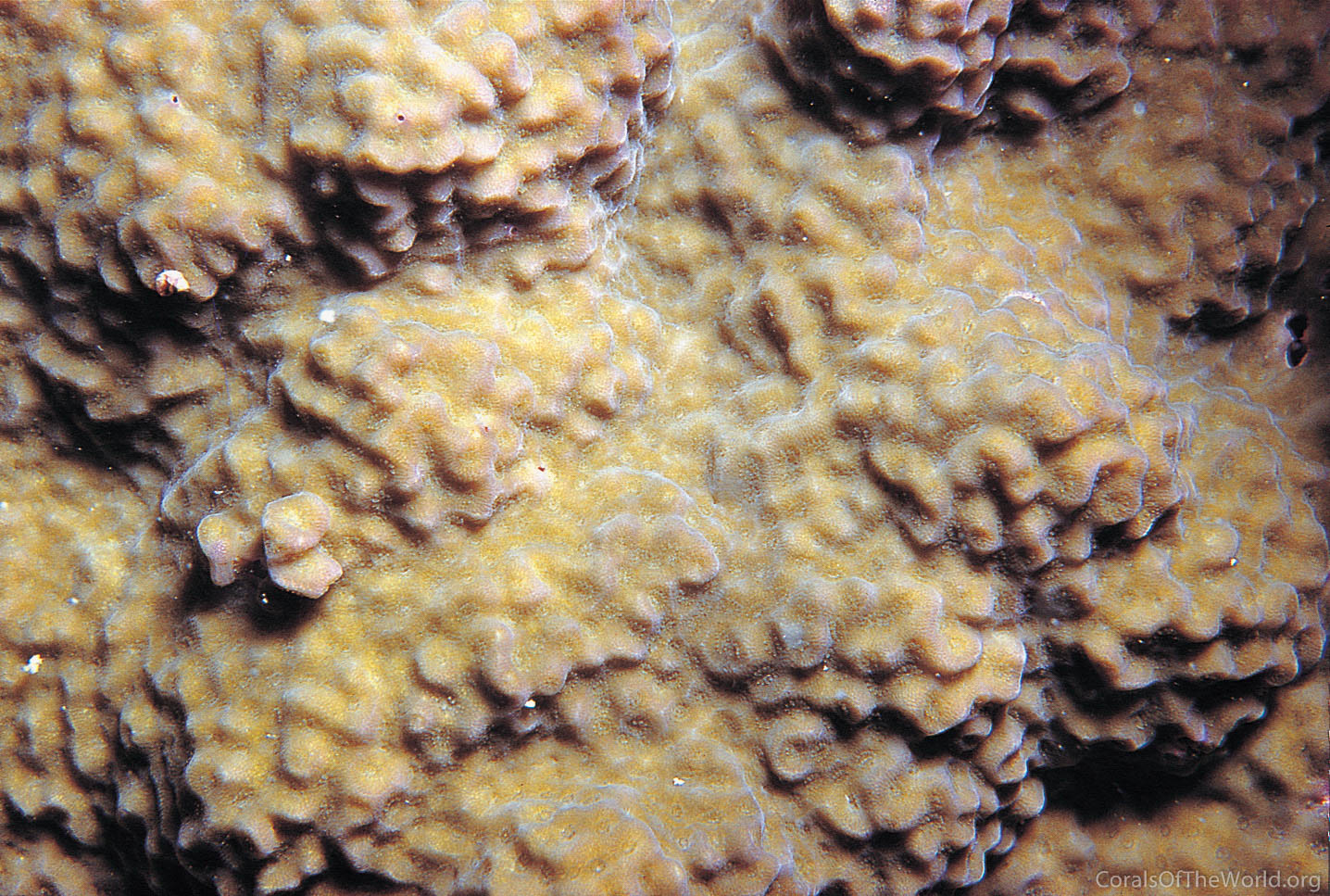 Porites vaughani