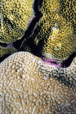 CotW: Porites vaughani