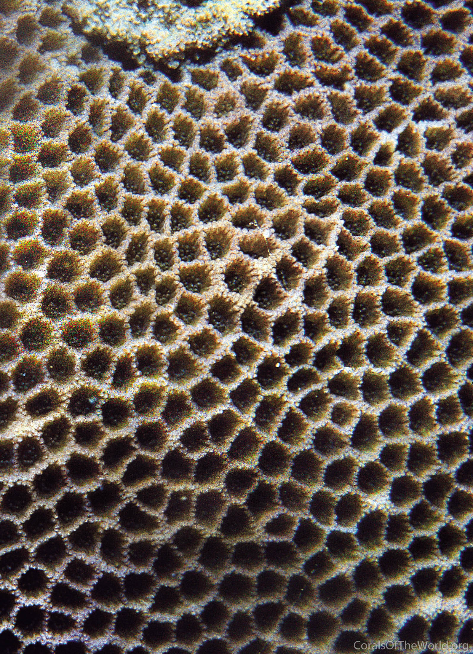 Poritipora paliformis