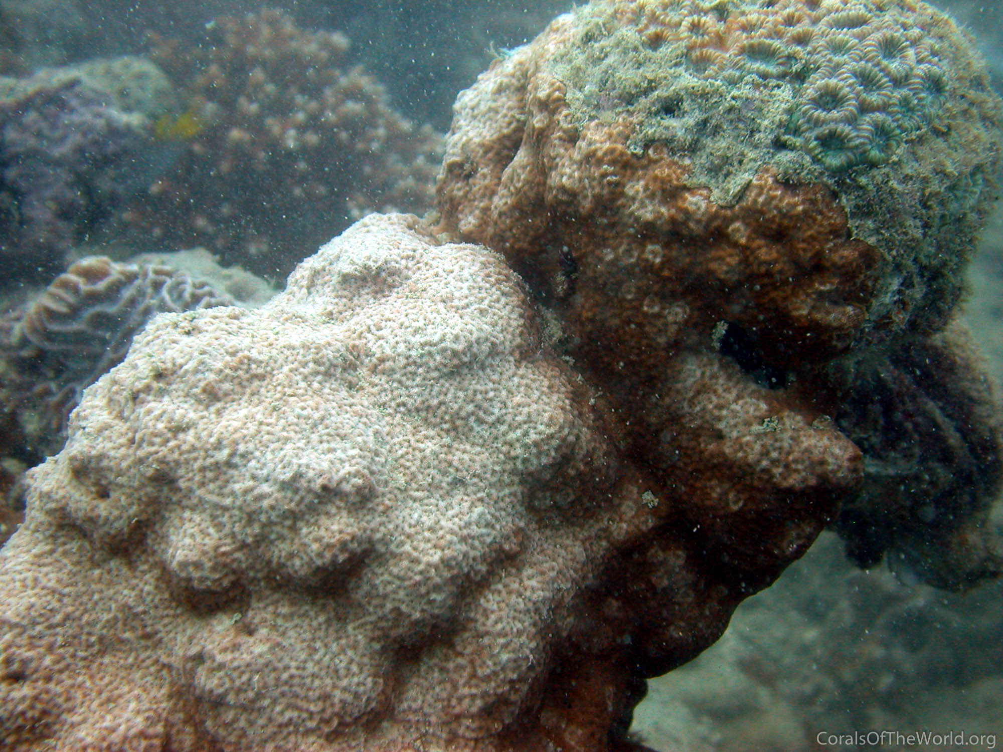 Image from Corals of the World: Psammocora albopicta