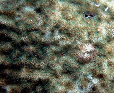CotW: Psammocora albopicta
