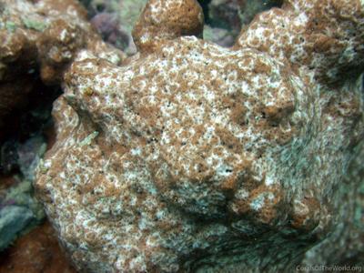 CotW: Psammocora albopicta