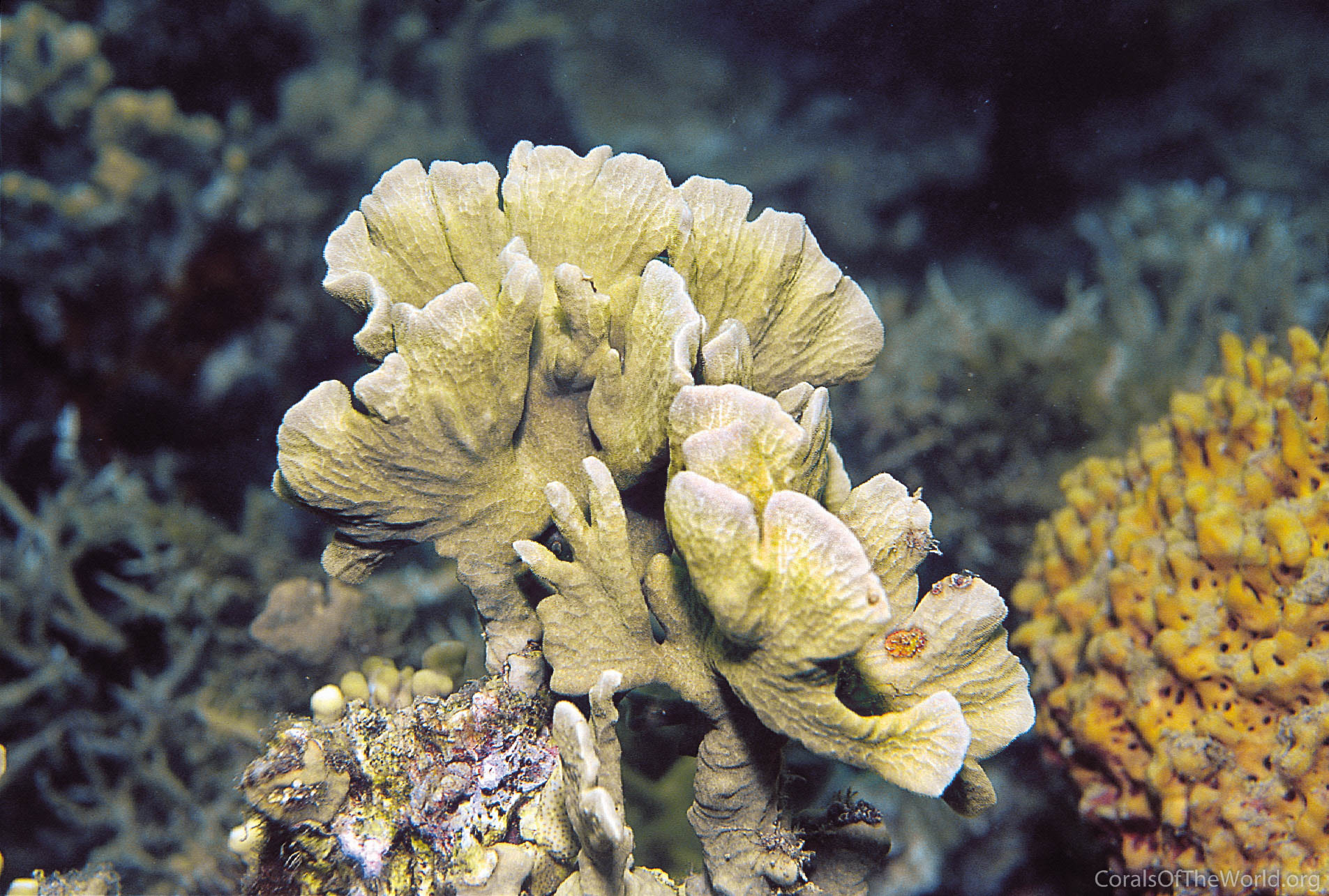 Image from Corals of the World: Psammocora contigua