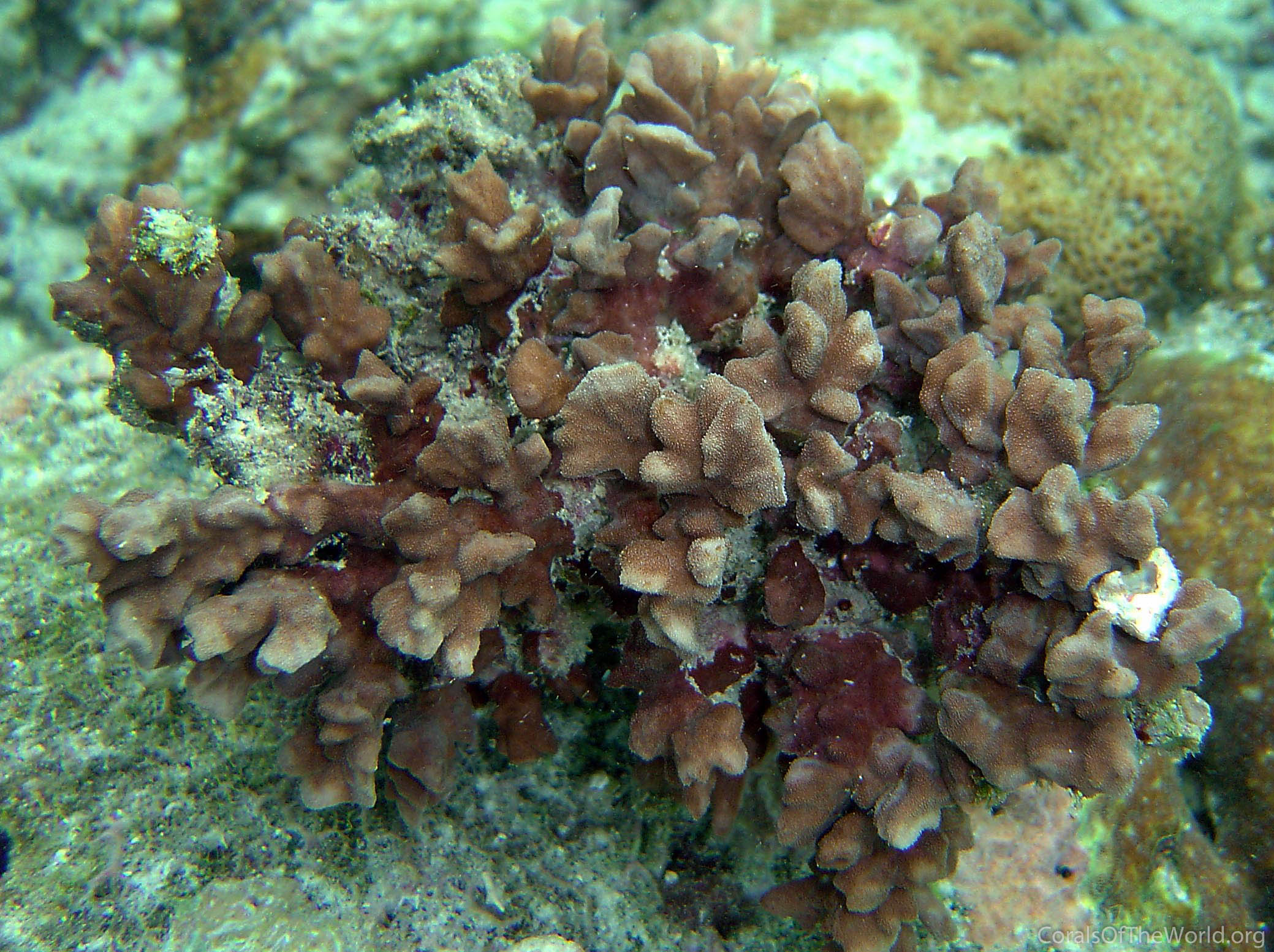 Image from Corals of the World: Psammocora obtusangula