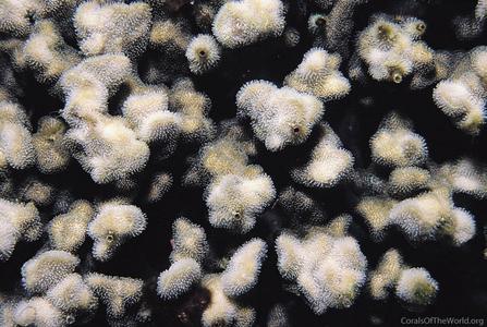 CotW: Psammocora obtusangula