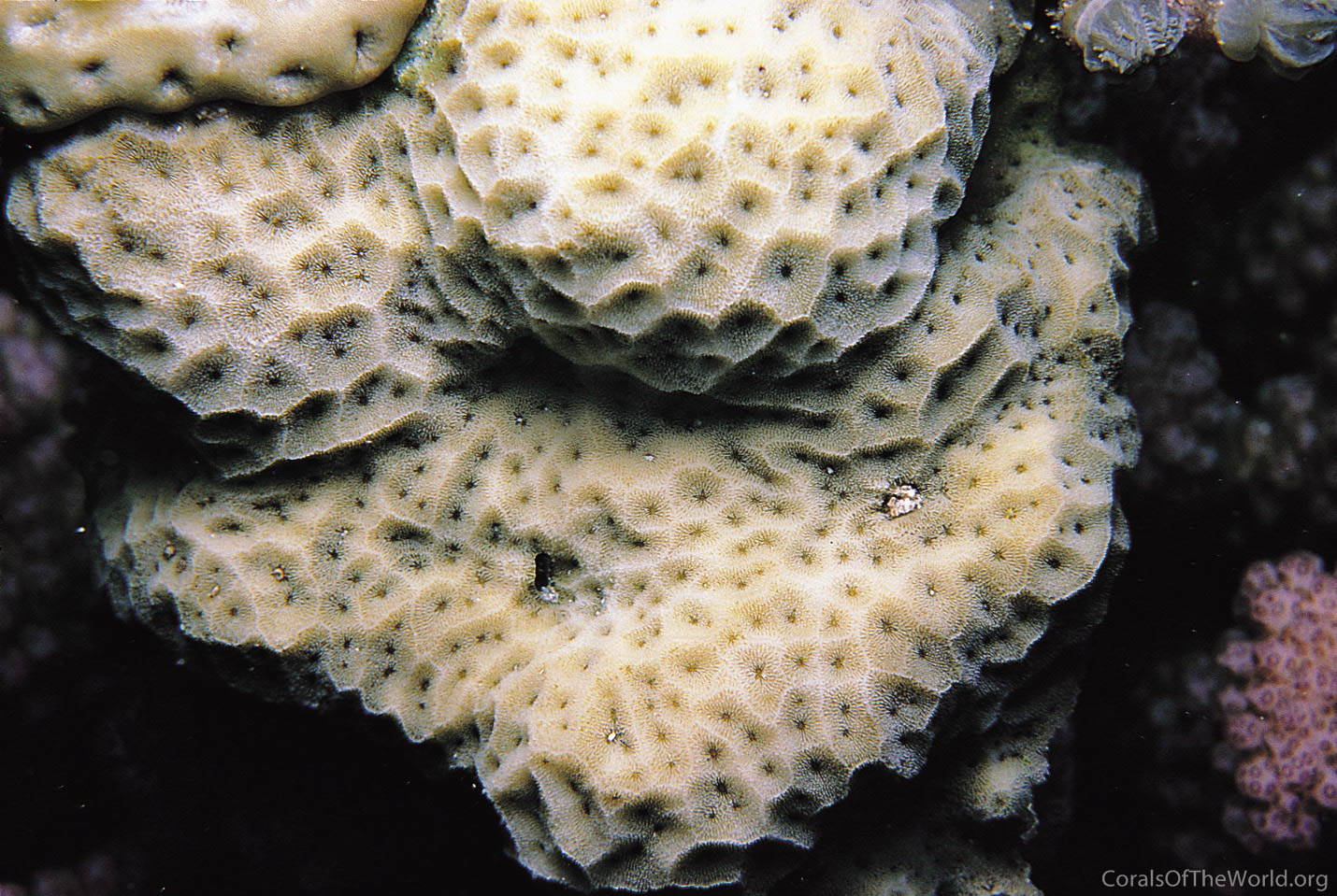 Image from Corals of the World: Psammocora profundacella