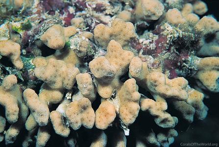 CotW: Psammocora stellata