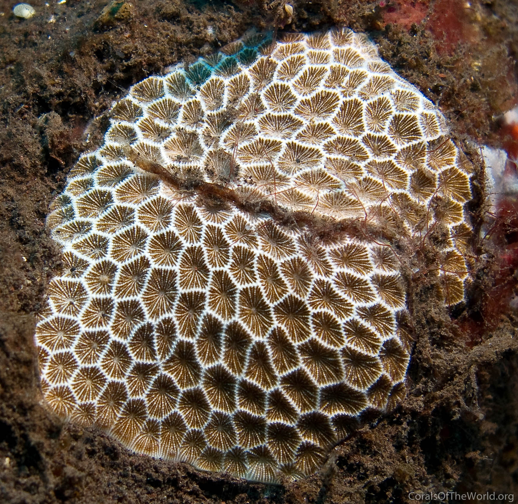 Pseudosiderastrea tayamai