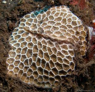 CotW: Pseudosiderastrea tayamai