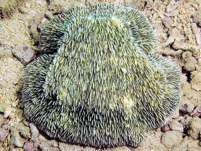 CotW: Sandalolitha africana