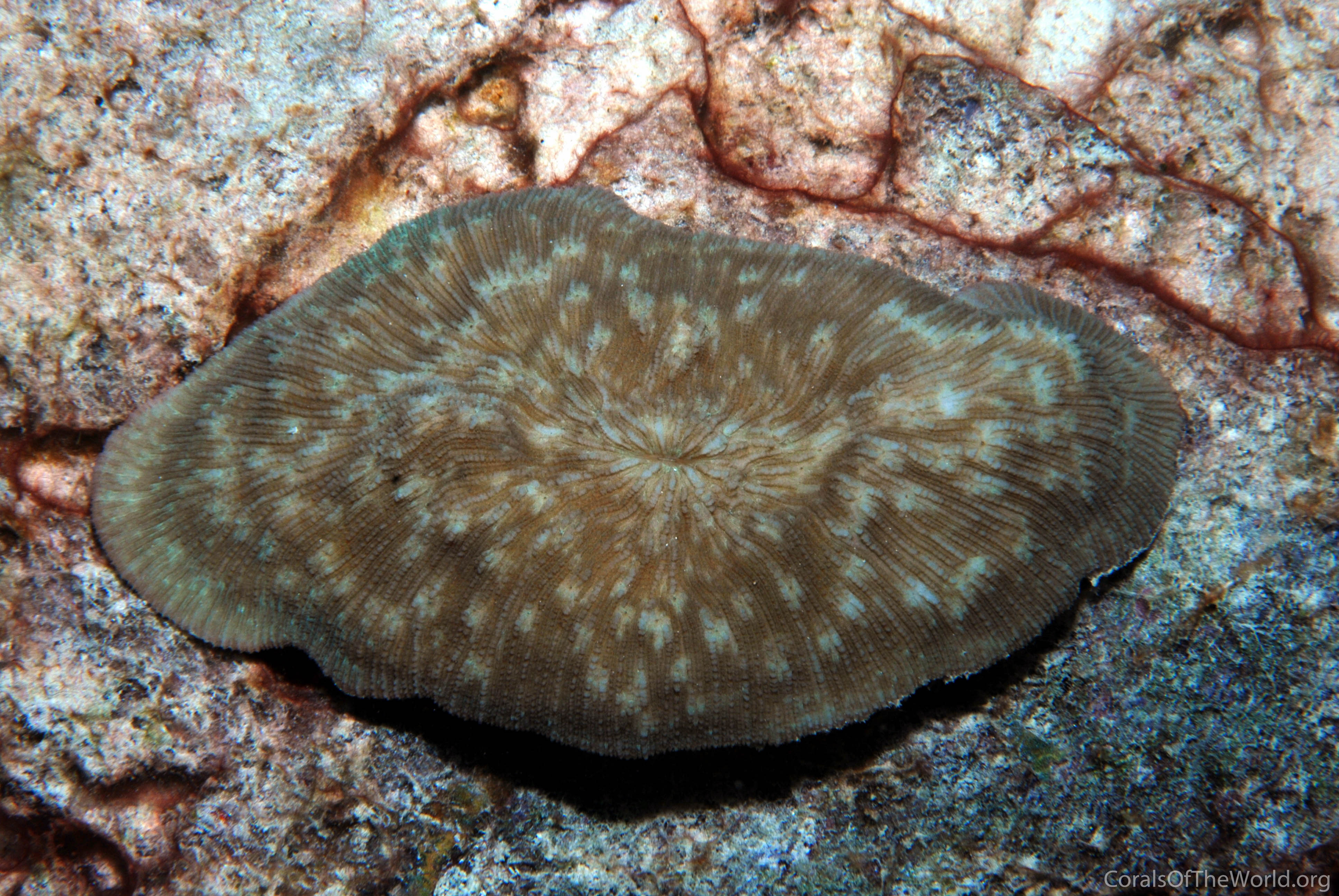 Sandalolitha boucheti