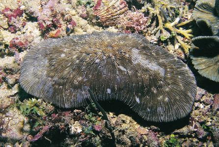CotW preview: Sandalolitha dentata