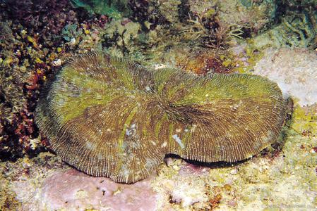 CotW: Sandalolitha dentata