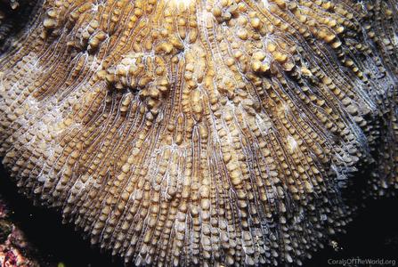 CotW: Sandalolitha dentata