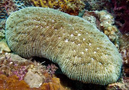 CotW preview: Sandalolitha robusta