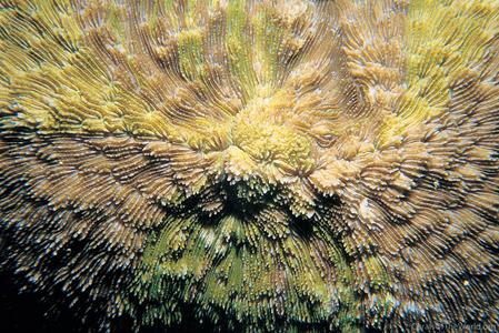 CotW: Sandalolitha robusta
