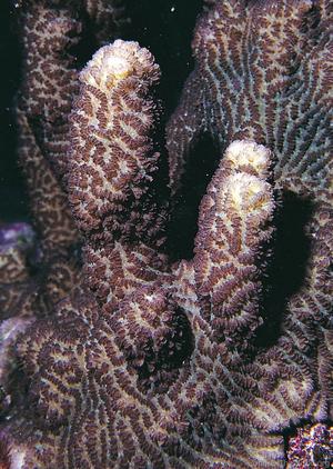 CotW preview: Scapophyllia cylindrica