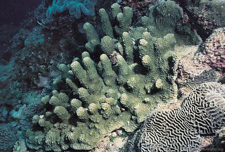 CotW: Scapophyllia cylindrica