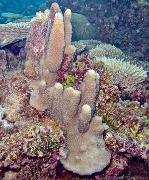 CotW: Scapophyllia cylindrica