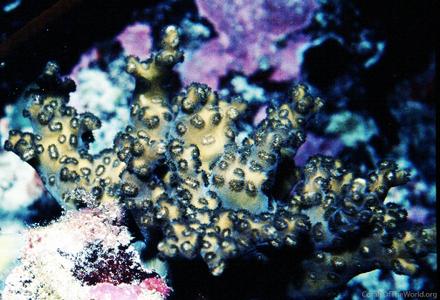 CotW: Schizoculina africana