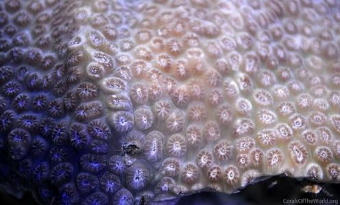CotW preview: Schizoculina fissipara
