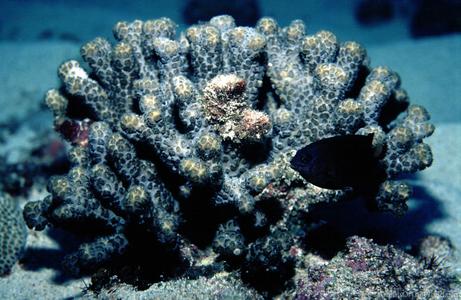 CotW: Schizoculina fissipara