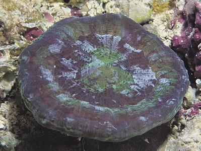 CotW preview: Scolymia cubensis